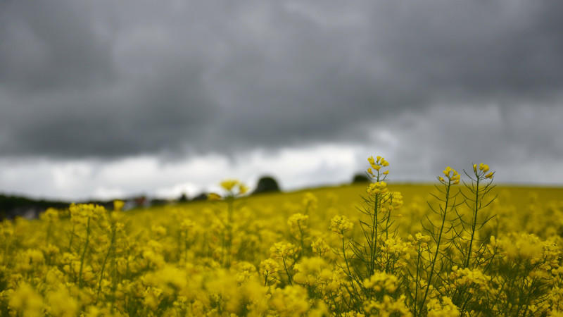 Zum Monatsende wärmer, aber kein richtiger Sommer