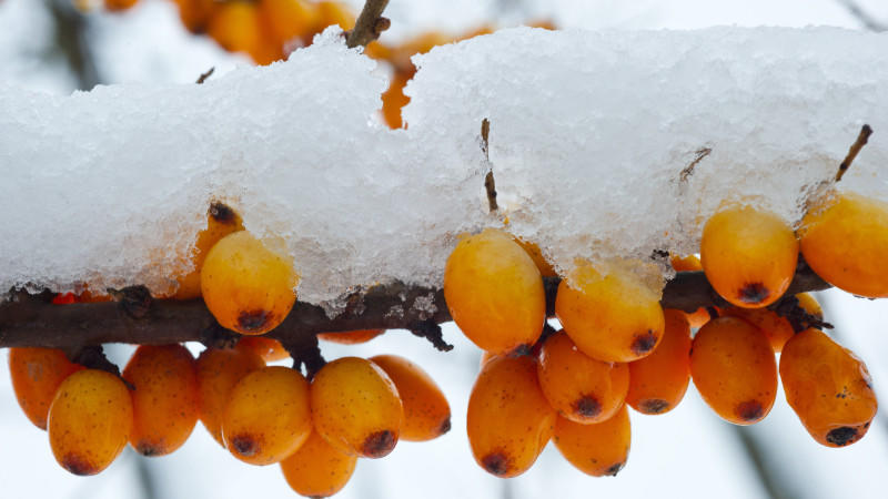 Wetter plemplem: Schnee im Mai und kälter als Weihnachten